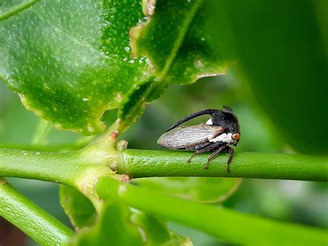 Treehopper | Smithsonian Photo Contest | Smithsonian Magazine