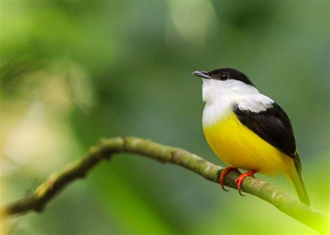 A fine selection pictures of Passerine birds Costa Rica - Aratinga Tours