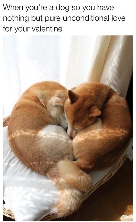 Two Shiba Inus curled together in a heart shape. | Cute animals, Cute ...