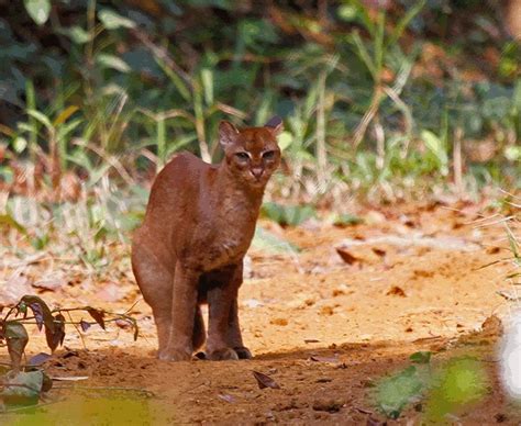 17 Best images about African golden cat on Pinterest | Shy'm, Over the and Forests