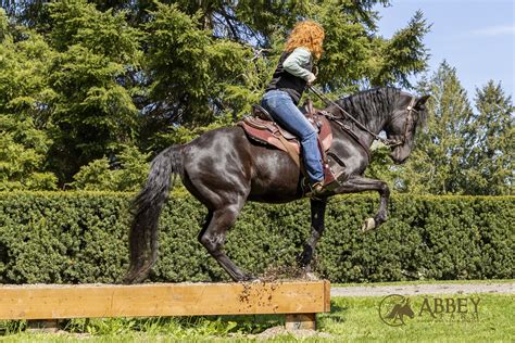 Maverick — Abbey Rocky Mountain Horses