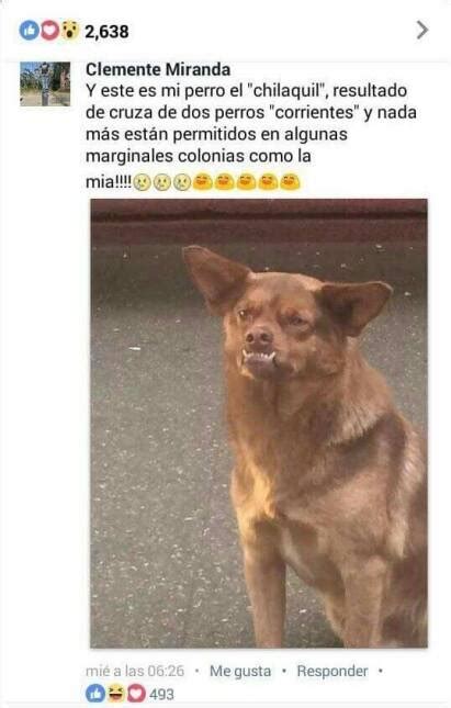 La historia completa del Perro Chilaquil, el meme que hace reír a todo México - Univision