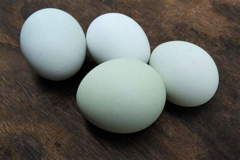 5 Fun Breeds Of Chickens That Lay Blue Eggs