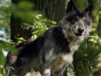 Mackenzie Wolf Animal Facts | Canis lupus occidentalis | AZ Animals