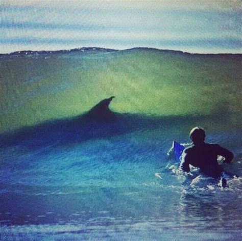 Surfing with sharks | Great white shark, Shark, White sharks