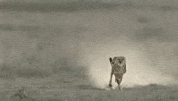 Cheetah Running Gif