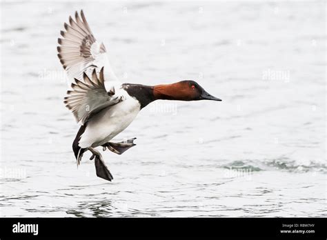 8+ Canvasback Duck Mount - VittoriaOrlagh