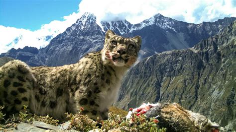 Rare snow leopard's diet is one-quarter livestock | Science | AAAS