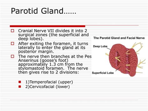 PPT - Salivary Glands Disorders PowerPoint Presentation - ID:734033