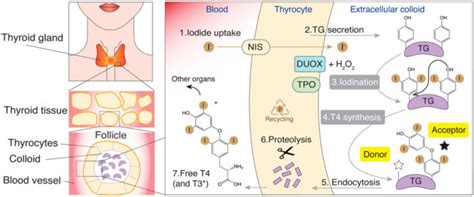 First look at the atomic structure of thyroglobulin - MRC Laboratory of ...