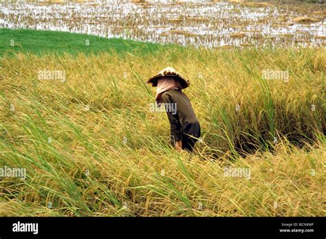 vietnam rice fields mekong delta Stock Photo - Alamy