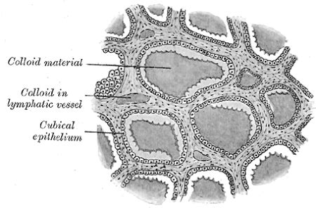 Simple Cuboidal Epithelium | Function & Location - Lesson | Study.com