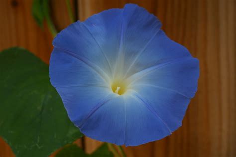 Ipomoea tricolor “Heavenly Blue” Morning Glory Seeds – NDG Botanicals