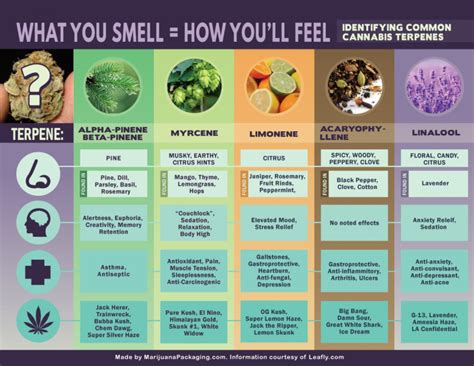 The different terpenes in cannabis and their effects on health