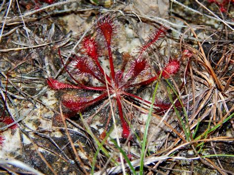 Sundew Plants in the Aripo Savannas Stock Image - Image of tree, fruit: 221013627