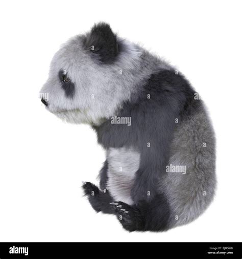 3D illustration panda cub isolated white background Stock Photo - Alamy