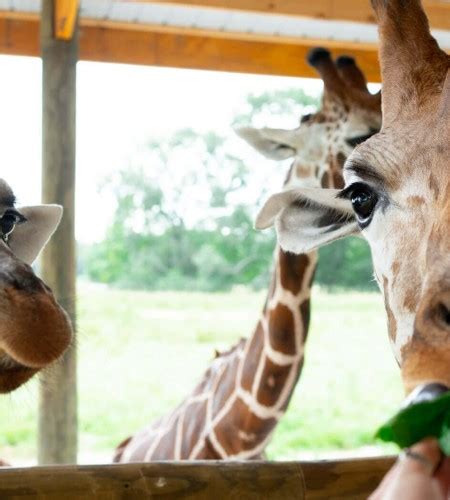 Alabama Safari Park, U.S. Zoo