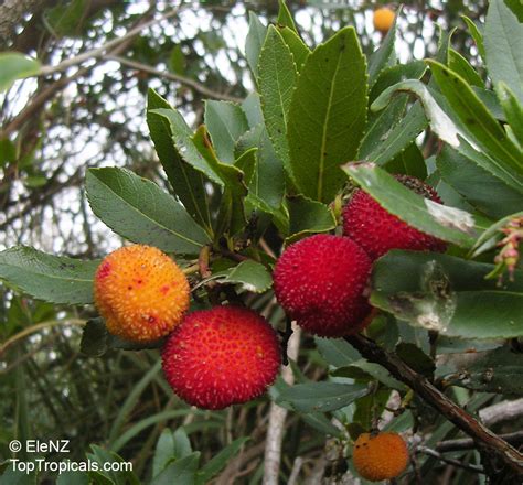 Arbutus unedo, Strawberry Tree