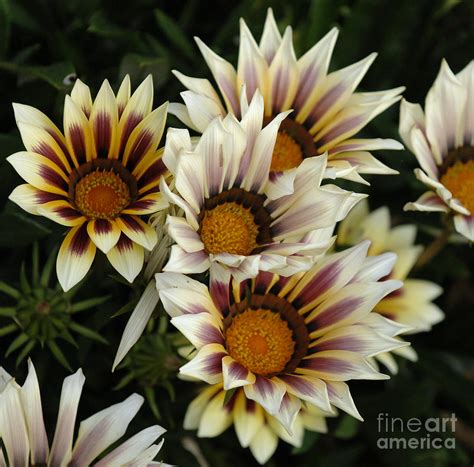 Flowers Of New Zealand 2 Photograph by Bob Christopher