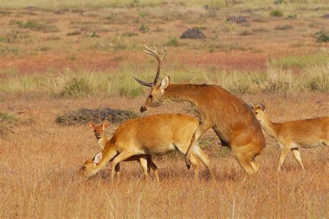 First Records of Preorbital Gland Opening in Rare Wild Barasingha, Kanha TR, Madhya Pradesh ...