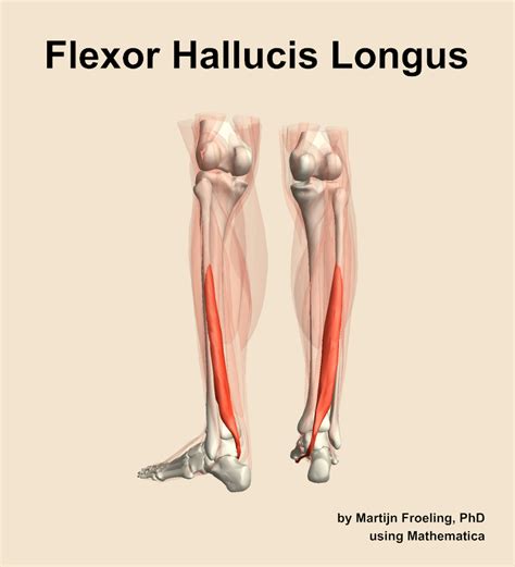 The flexor hallucis longus muscle of the leg