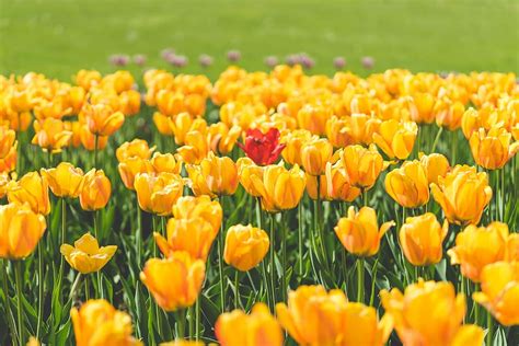 Yellow Tulip Flowers Hd Images | Best Flower Site