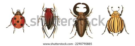 54+ Thousand Coleoptera Royalty-Free Images, Stock Photos & Pictures | Shutterstock