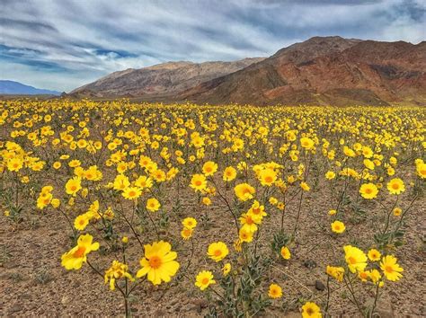 Ivalu Nielsen: Death Valley Flowers After Rain : Death Valley is ALIVE ...