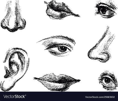 A set sketches parts human face Royalty Free Vector Image