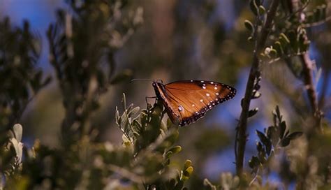 Seeking Renewable Energy | Desert Botanical Gardens, Phoenix… | Flickr