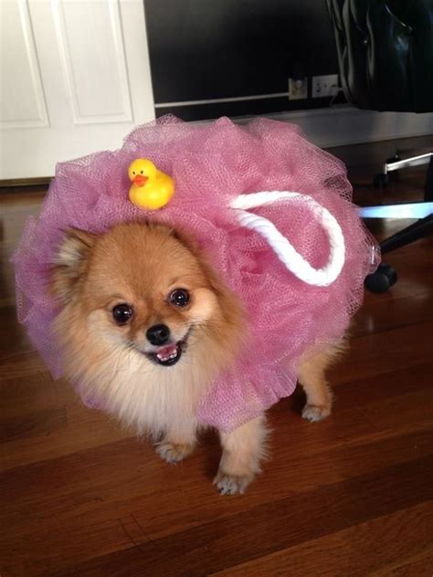 Pin by Caballos on Caballos | Cute dog costumes, Pet halloween costumes, Dog costumes