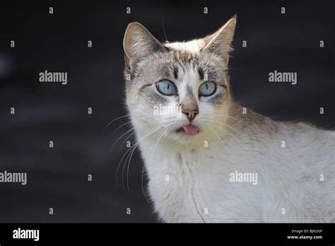 Cross-eyed, blue-eyed siamese cat, sticking its tongue out Stock Photo ...