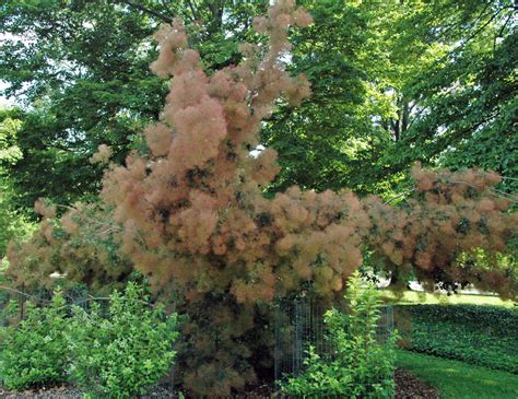 19 Different Smoke Tree Varieties - ProGardenTips