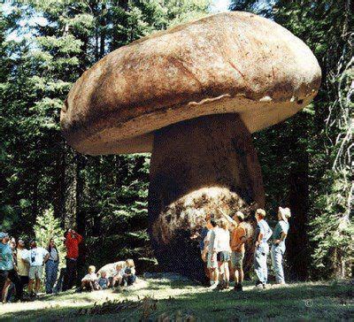 This mushroom lives in Oregon | Stuffed mushrooms, Giant mushroom, Oregon