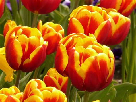 Free Images : blossom, meadow, flower, petal, bloom, summer, tulip ...