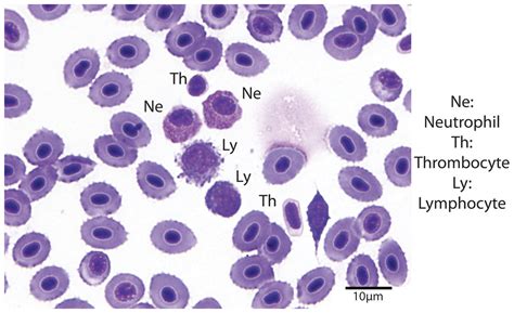 A comparison of blood gases, biochemistry, and hematology to ecomorphology in a health ...