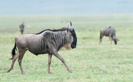 9 Days Serengeti Wildebeest Calving Season Photography Safari - Bovid ...