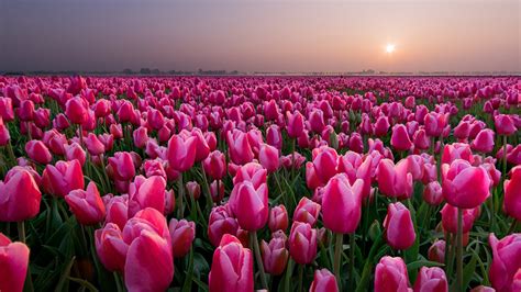 Picture tulip Pink color Fields Flowers 1366x768