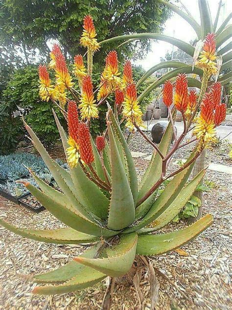 The aloe vera flower 🌼🌼🌼🌼 | Beautiful flowers photography, Landscaping plants, Planting succulents