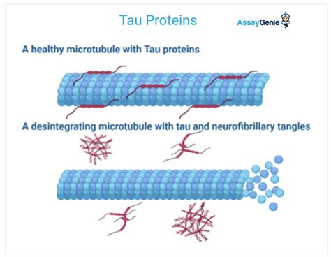 Tau Protein | informacionpublica.svet.gob.gt