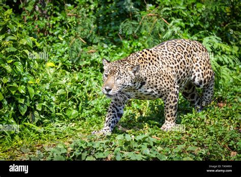 Leopard jaguar animal hunting / beautiful jaguar walking in jungle ...