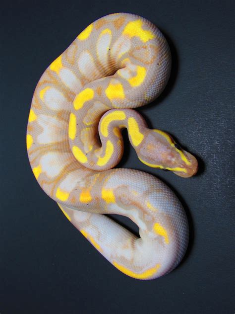 Morph List - World of Ball Pythons