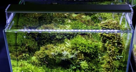 Best LED Aquarium Lights (For Planted Tanks)