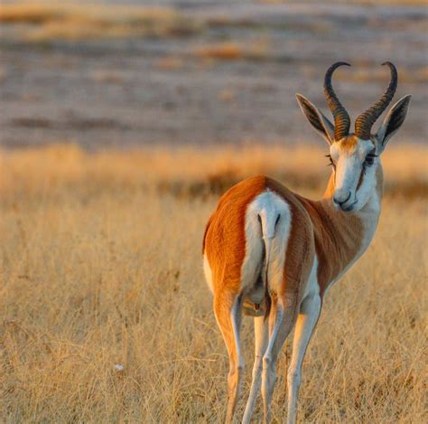 Cannundrums: Kaokoveld Springbok