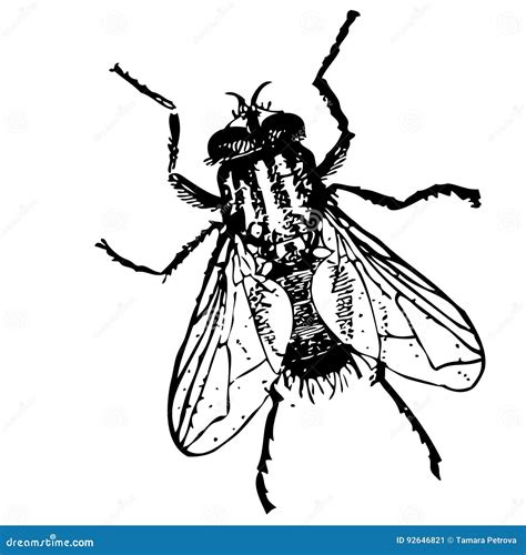 Sketch - insect fly stock vector. Illustration of sketch - 92646821