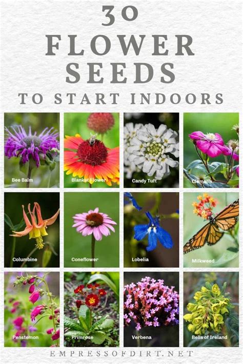 30 Flower Seeds To Start Indoors (Late Winter & Spring)