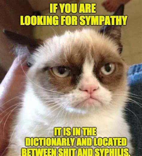 Grumpy Cat Reverse Memes - Piñata Farms - The best meme generator and meme maker for video ...