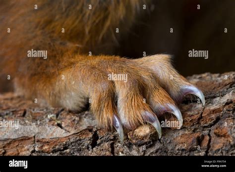 Squirrel claws hi-res stock photography and images - Alamy