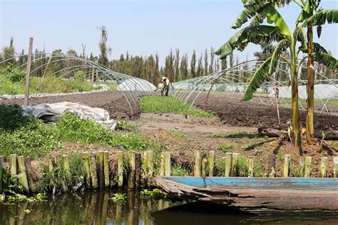 'Chinampas': The Ancient Aztec Floating Gardens that hold promise for ...