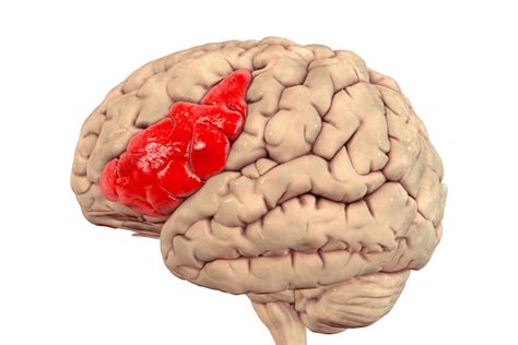 Broca’s Area of the Brain: Function and Location